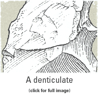 A denticulate