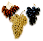 The grapevine, Vitis vinifera vinifera, showing three varieties of the domesticated grape: red, white, and blue.